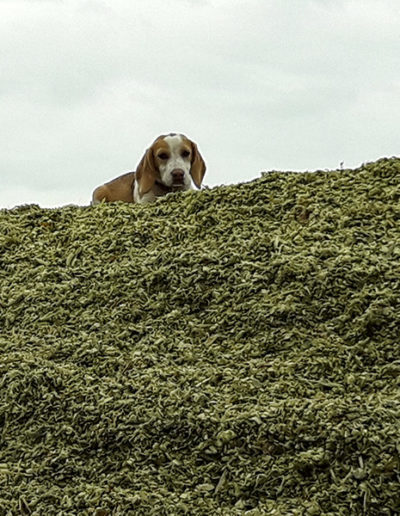 Hund auf Maishaufen